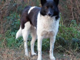 laika_russo-europeen_20211130_1564413320